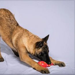 Belgian Malinois All Grown Up from Concho Belgian Malinois