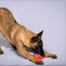 Belgian Malinois All Grown Up from Concho Belgian Malinois