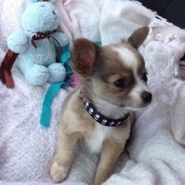 Chihuahua and Chinese Crested Puppies from Western Kentucky Chihuahua’s and Chinese Crested’s