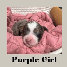 Purple Girl- Violet - Blue merle Aussiedoodle puppy in Columbus, Ohio from FamilyOodles