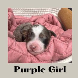 Purple Girl- Violet - Blue merle Aussiedoodle puppy in Columbus, Ohio from FamilyOodles
