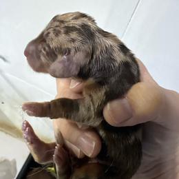Puppy 18 AKC - Dapple male Dachshund puppy in Fayetteville, Pennsylvania from PA's Darling Doxies