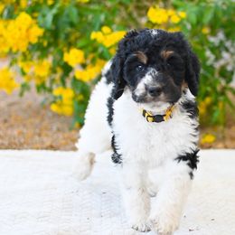 Bernedoodle and Goldendoodle Puppies from Sun Valley Goldendoodles