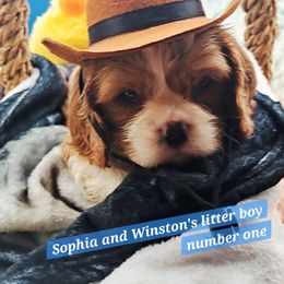 Boy 2 - male Cavalier King Charles Spaniel puppy in Longview, Texas from Casanova Cavalier King Charles Spaniels