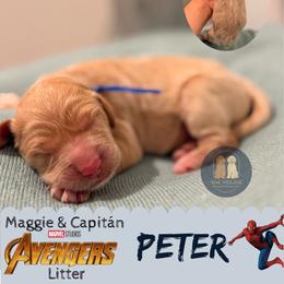 Peter - Apricot male Goldendoodle puppy in Calhoun, Georgia from M&C Village Goldendoodles