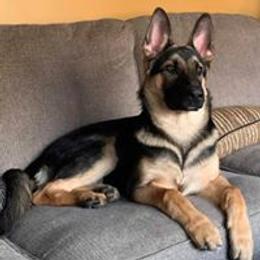 German Shepherd All Grown Up from TNT Pups