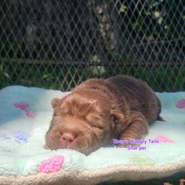 Mei Ling ( melody) - Brown female Chinese Shar-Pei puppy in Minden, Louisiana from Zoey's Waggly Tails