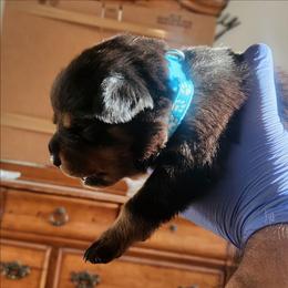 Boy 2 - Black and tan male Rottweiler puppy in San Antonio, Texas from Angel Rottweilers