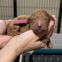 Peppermint Patty (Violet) - Red  female Goldendoodle puppy in Bay City, Texas from Charming Doods