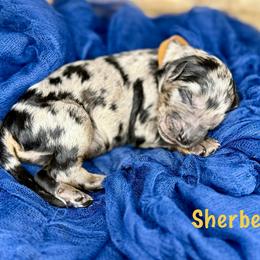 Serbert - Merle male Bernedoodle puppy in Midland, Michigan from Northern Charm Farm