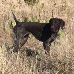 German Shorthaired Pointers from Bridget's GSPs