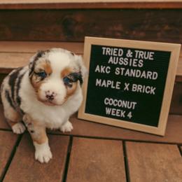Coconut - Blue merle female Australian Shepherd puppy in Cotati, California from Tried and True Aussies