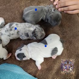 Boston Terrier and French Bulldog Puppies from Freedom Bostons