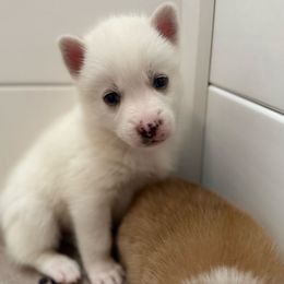 Light Blue Collar - White male Pomsky puppy in Exeter, Rhode Island from Ocean State Pomskies