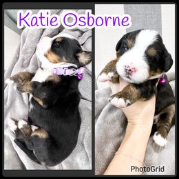 Bernese Mountain Dog Puppies from Red Bridge Berners