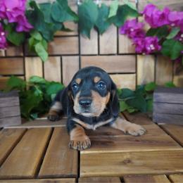 River - AKC - Black and tan male Dachshund puppy in Miami, Florida from Oscar's Dachshunds