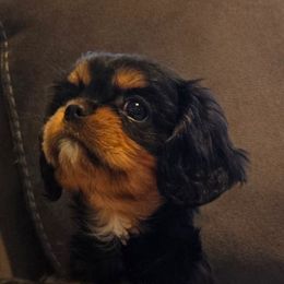 Krista - Black and tan female Cavalier King Charles Spaniel puppy in Caldwell, Idaho from Terrace Cav's