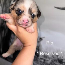 American Corgi Puppies from 5H Corgis