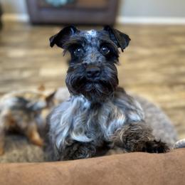 Zoey - Miniature Schnauzer