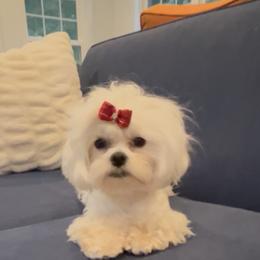 Maltese puppies from Dawn's Maltese