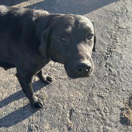 Lainey - Black female Labrador Retriever puppy in Durango, Colorado from Burress Family Farm and Kennels