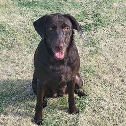 Labrador Retrievers from Mathew's Labradors