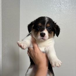4 - Black and white female American Corgi puppy in Boyd, Texas from Barker's Corgis