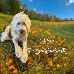 Mimi - Goldendoodle