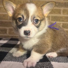 Purple Female-Reserved for Angela - Sable female Pembroke Welsh Corgi puppy in Mcarthur, Ohio from Bentley Corgis LLC