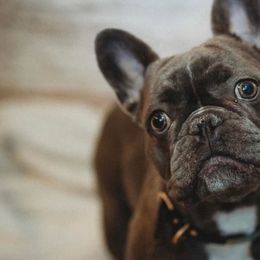 French Bulldogs from Blue Ivy Frenchies