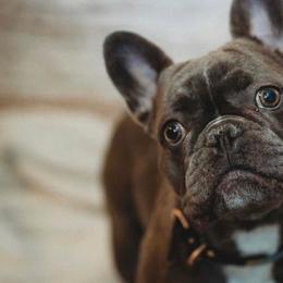 French Bulldogs from Blue Ivy Frenchies