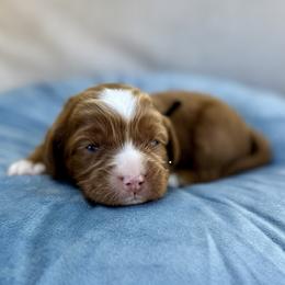 Violet - Caramel red female Australian Labradoodle puppy in Morgan Hill, California from Loving Labradoodles