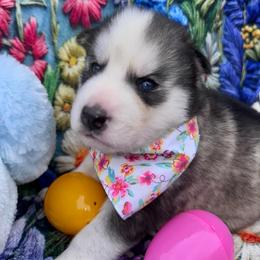 Stormy - Black and white female Pomsky puppy in Venus, Pennsylvania from Hemlock Pines Pomsky