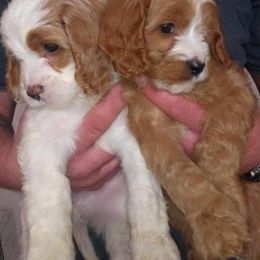 Cavapoo Puppies from Curly Q Cavapoos