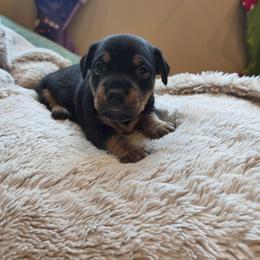 Charles Elmer - Black and tan male American Hunt Terrier puppy in Cave City, Arkansas from Bayou Valley Shepherds and American Hunt Terriers