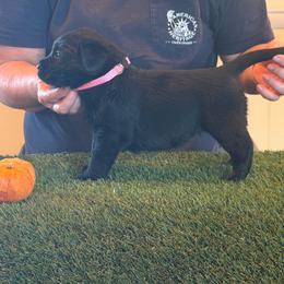Pink collar - Black female Labrador Retriever puppy in Whigham, Georgia from Diamond C Labradors