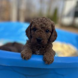 Brown collar - Red  male Goldendoodle puppy in North Carolina from Lynes of Doodles
