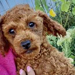 MaHomes - Poodle