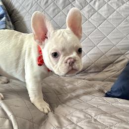 French Bulldog Puppies from Lilac City Frenchies