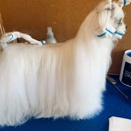 ULTA - Maltese