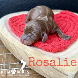 Rosalie - AKC - Silky - Chocolate and tan female Dachshund puppy in Kemp, Texas from Koli Acres