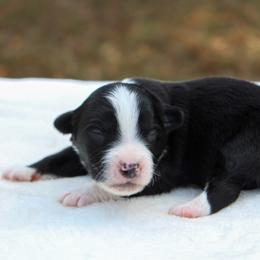 Woodstock - Black tri male Miniature Australian Shepherd puppy in Bauxite, Arkansas from J & B Mini Aussies