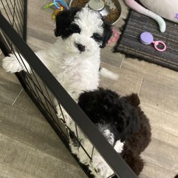 Schnoodle Puppies from DM Schnoodles