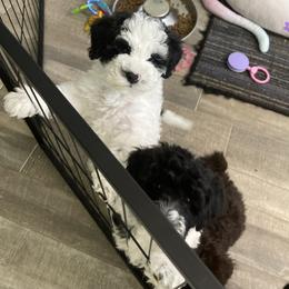 Schnoodle Puppies from DM Schnoodles