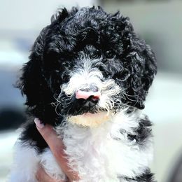 Scrunch - Parti Goldendoodle puppy in Longview, Washington from Goldensky Doodles