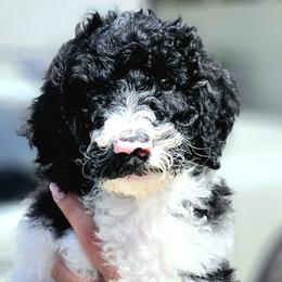 Scrunch - Parti Goldendoodle puppy in Longview, Washington from Goldensky Doodles