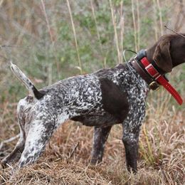 German Shorthaired Pointers from Relentless Bird Dogs