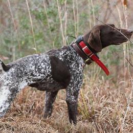 German Shorthaired Pointers from Relentless Bird Dogs