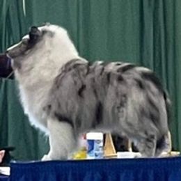 Shetland Sheepdogs from Acclaim Shelties