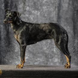 Kea - Beauceron